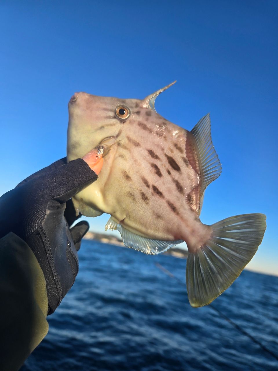 chibiusaさんの釣果 2枚目の画像