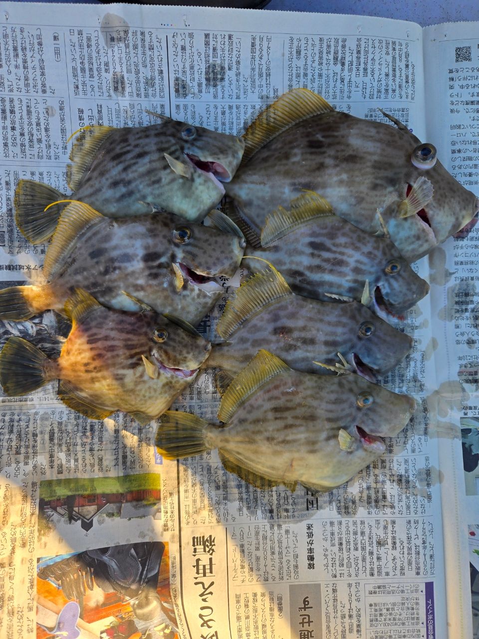 chibiusaさんの釣果 3枚目の画像