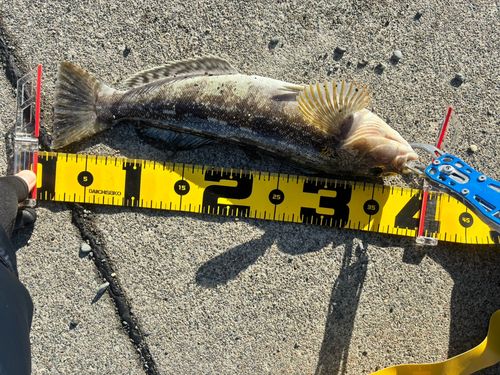 アブラコの釣果