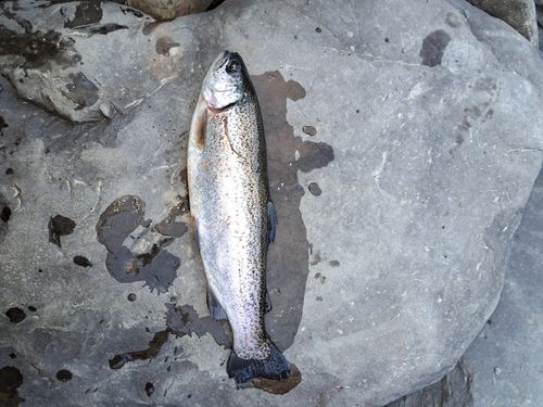 ニジマスの釣果