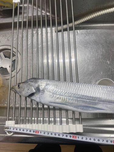 タチウオの釣果