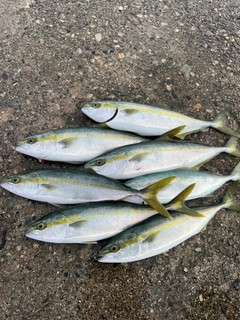 フクラギの釣果