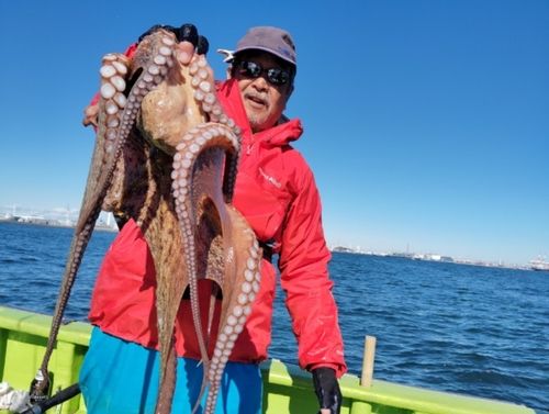 マダコの釣果