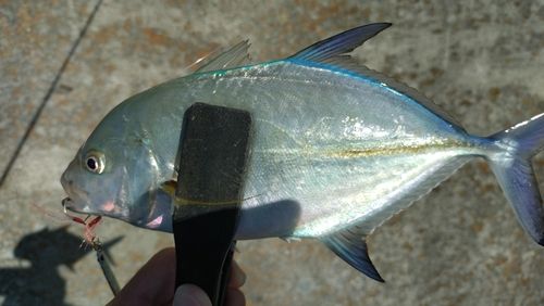 カスミアジの釣果