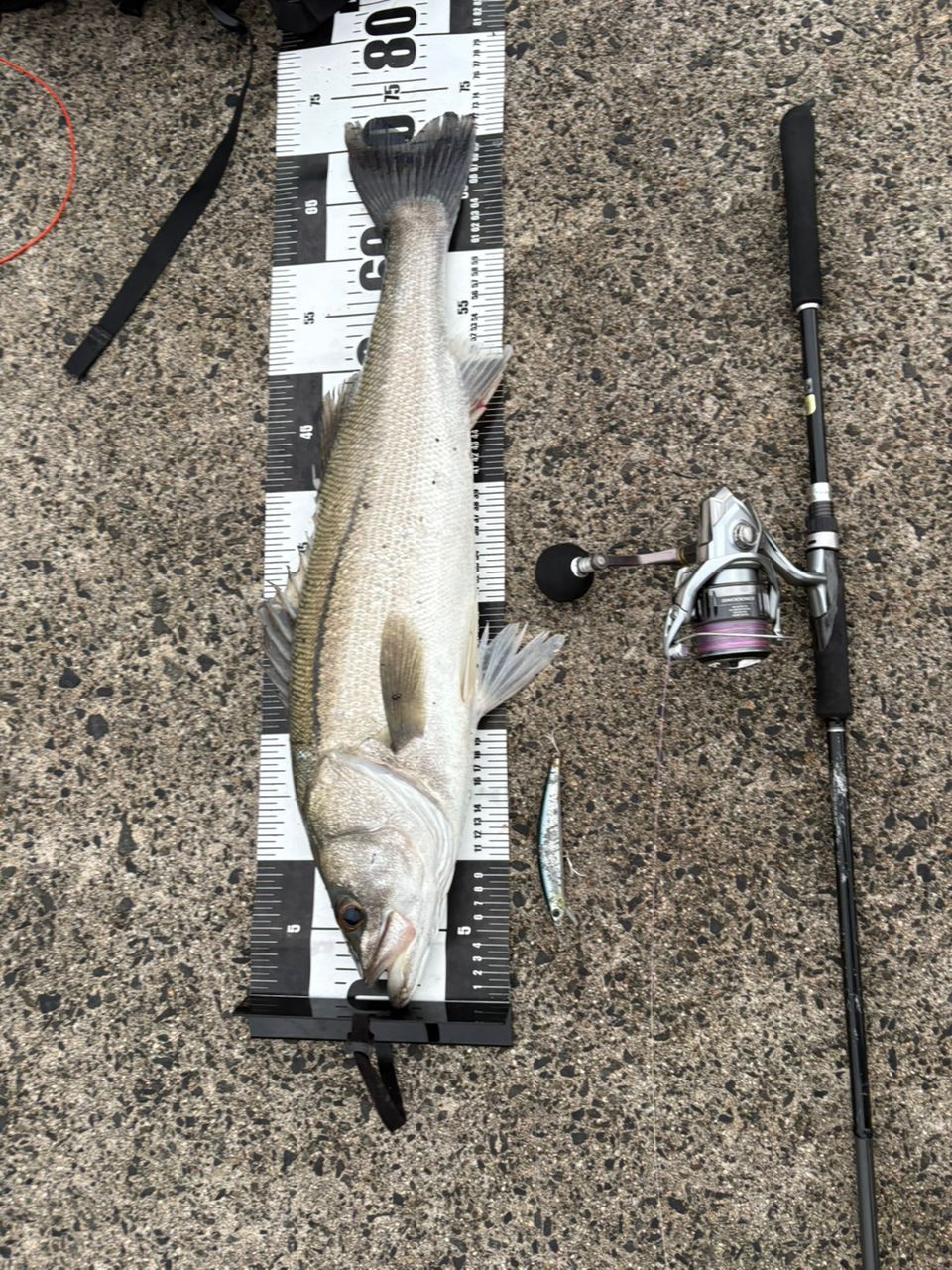 SHIMANO 19ソルティーアドバンス SEABASS S96Mの最安値・インプレ