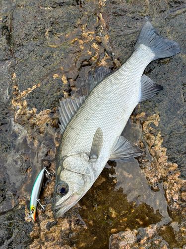 ヒラスズキの釣果