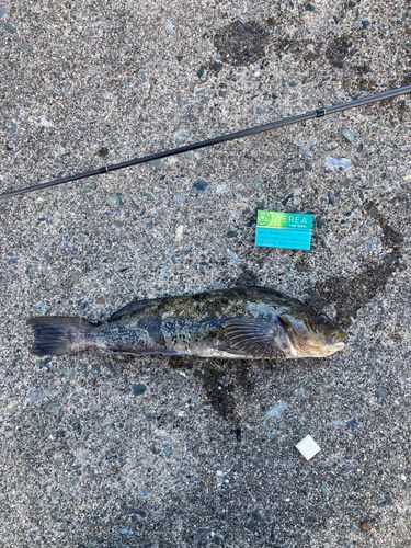 アイナメの釣果