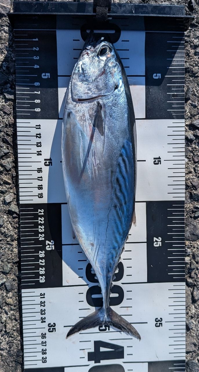 たろうさん専用　Major Craft CRX-962MH ショアジギングロッド 61kIsemEvjL._AC_UF350,