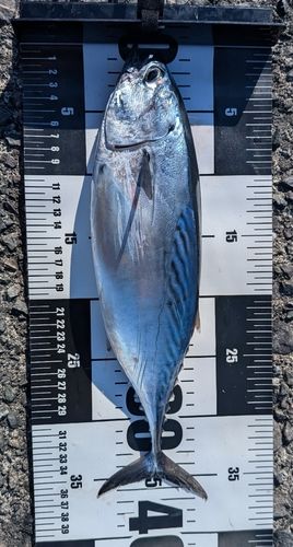 スマガツオの釣果