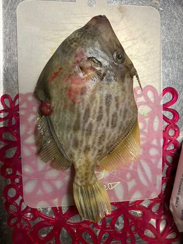 カワハギの釣果