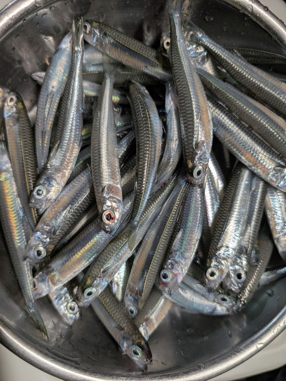 トウゴロウイワシ