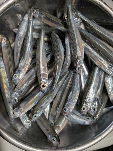 トウゴロウイワシの釣果