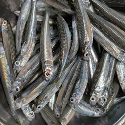 トウゴロウイワシ