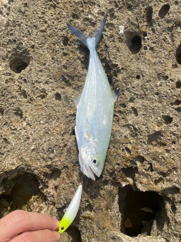 ミナミイケカツオの釣果