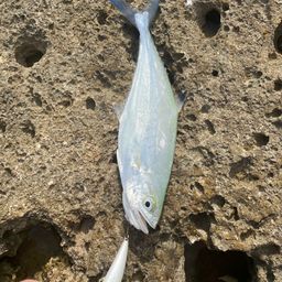 ミナミイケカツオ