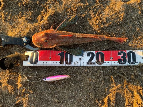 ホウボウの釣果