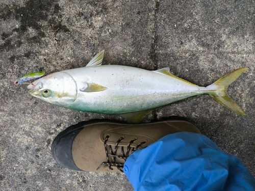 ハマチの釣果