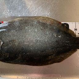 ヒラメ