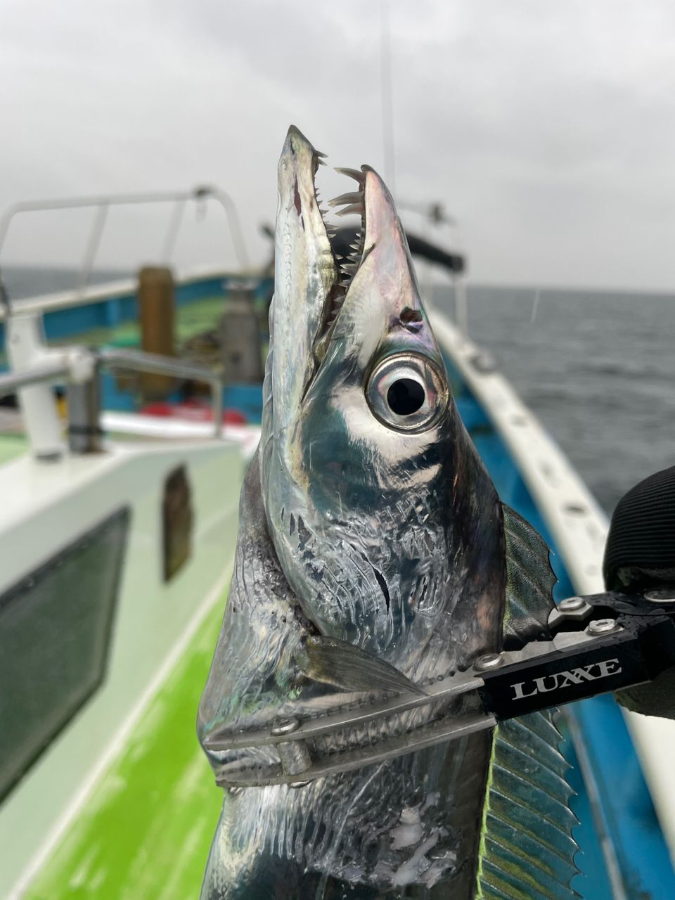 ANGLERSつんこさんの釣果 1枚目の画像