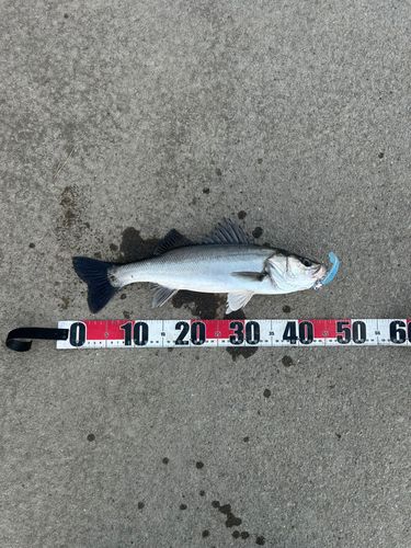 フッコ（マルスズキ）の釣果