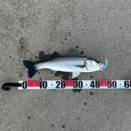 フッコ（マルスズキ）