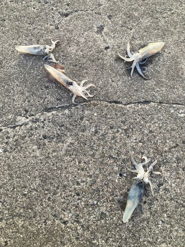 ヒイカの釣果