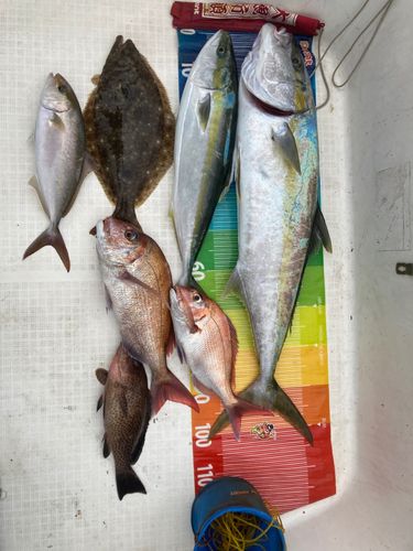 ヒラマサの釣果