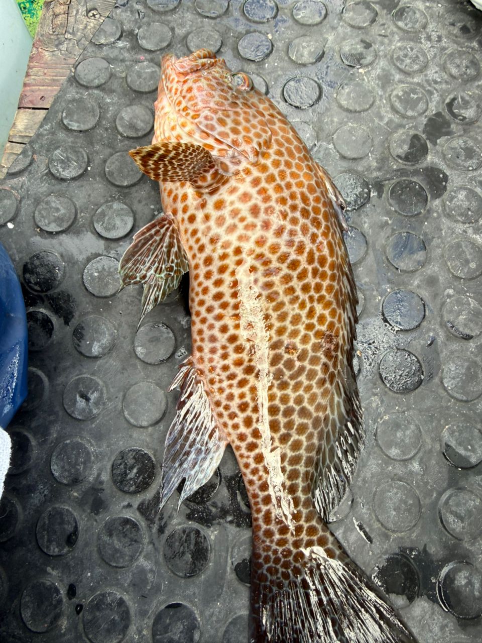 keita3939さんの釣果 2枚目の画像