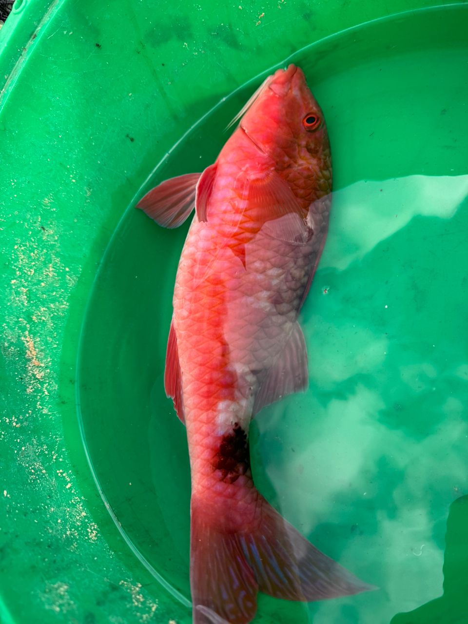 keita3939さんの釣果 3枚目の画像