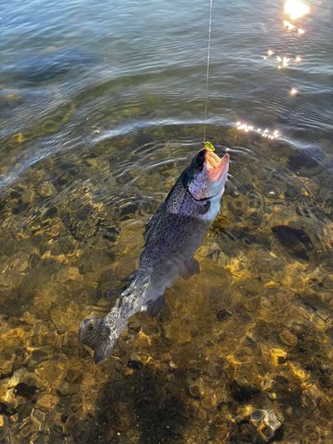 ニジマスの釣果