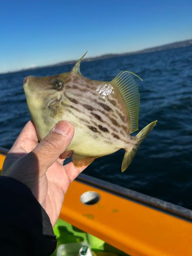カワハギの釣果