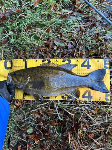 スモールマウスバスの釣果
