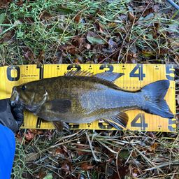 スモールマウスバス