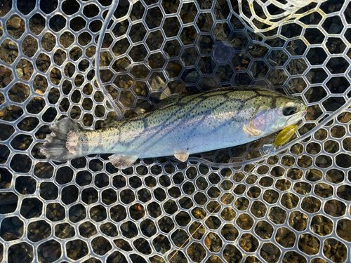 サクラマスの釣果