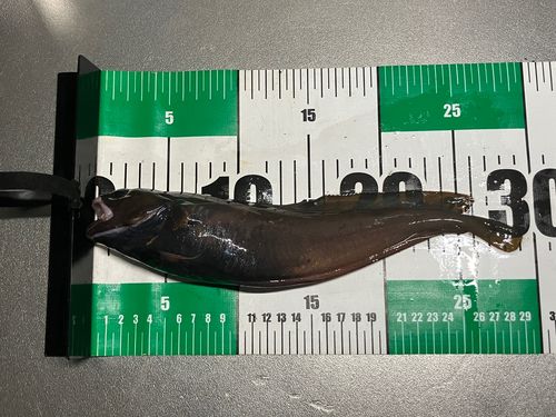 エゾイソアイナメの釣果