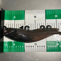 エゾイソアイナメ