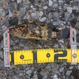 スポッテッドバス