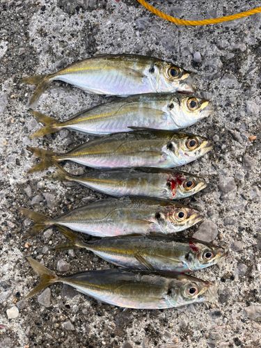 アジの釣果