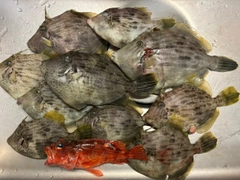 カワハギの釣果