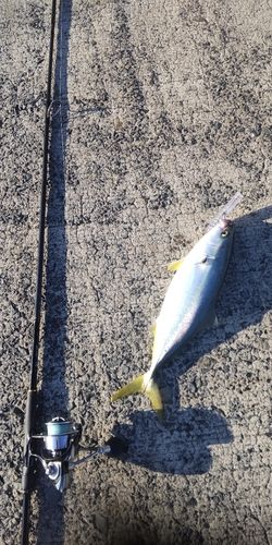 ヤズの釣果
