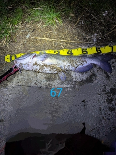 アメリカナマズの釣果