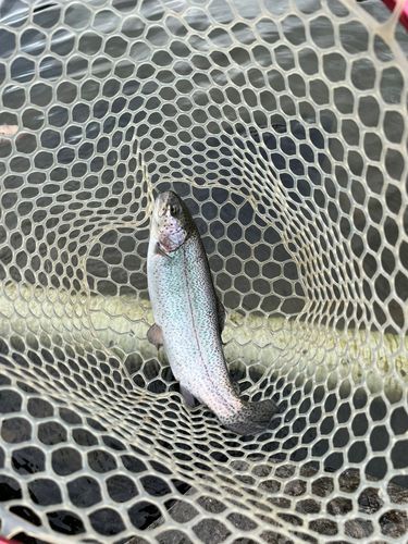 トラウトの釣果