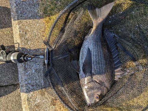 豊洲ぐるり公園