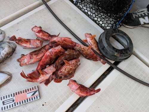 アラカブの釣果