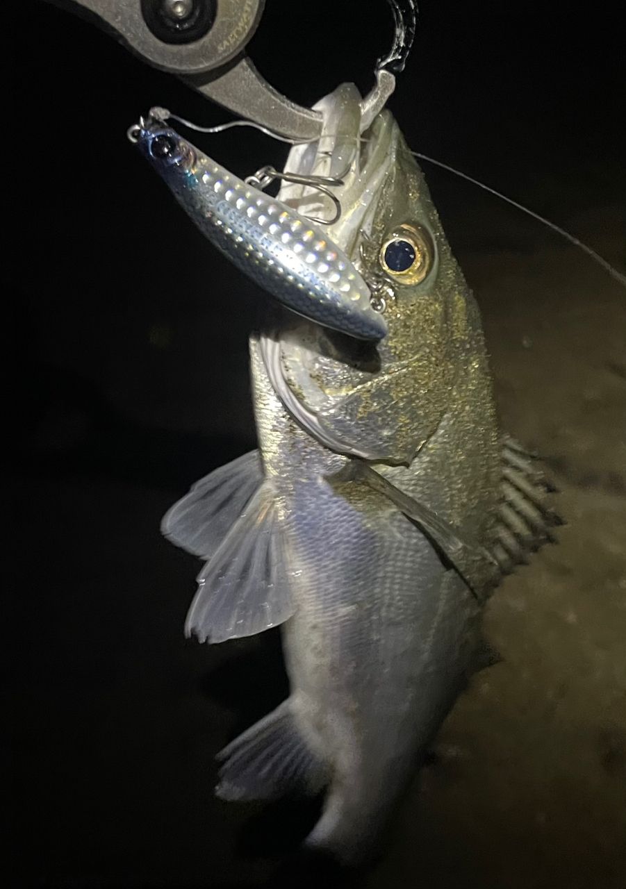 SHIMANO 23ヴァンキッシュ C3000MHGの最安値・インプレ・釣果 | 本音の