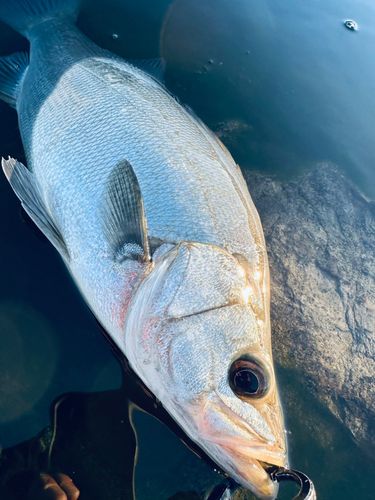 ヒラスズキの釣果