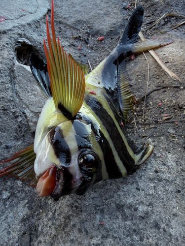 タカノハダイの釣果