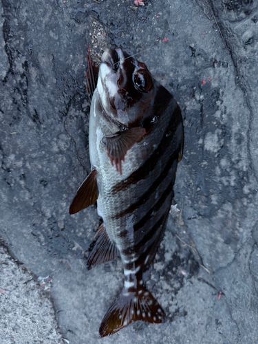 タカノハダイの釣果