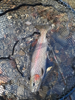 ニジマスの釣果