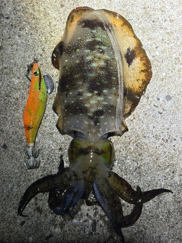 アオリイカの釣果